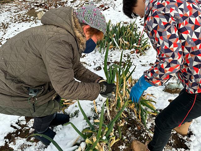 雪下野菜の収穫と雪中キャンプ体験イベント